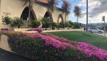 A beige building with arched windows, palm trees, and vibrant pink flowers along a neatly trimmed hedge by a roadway.
